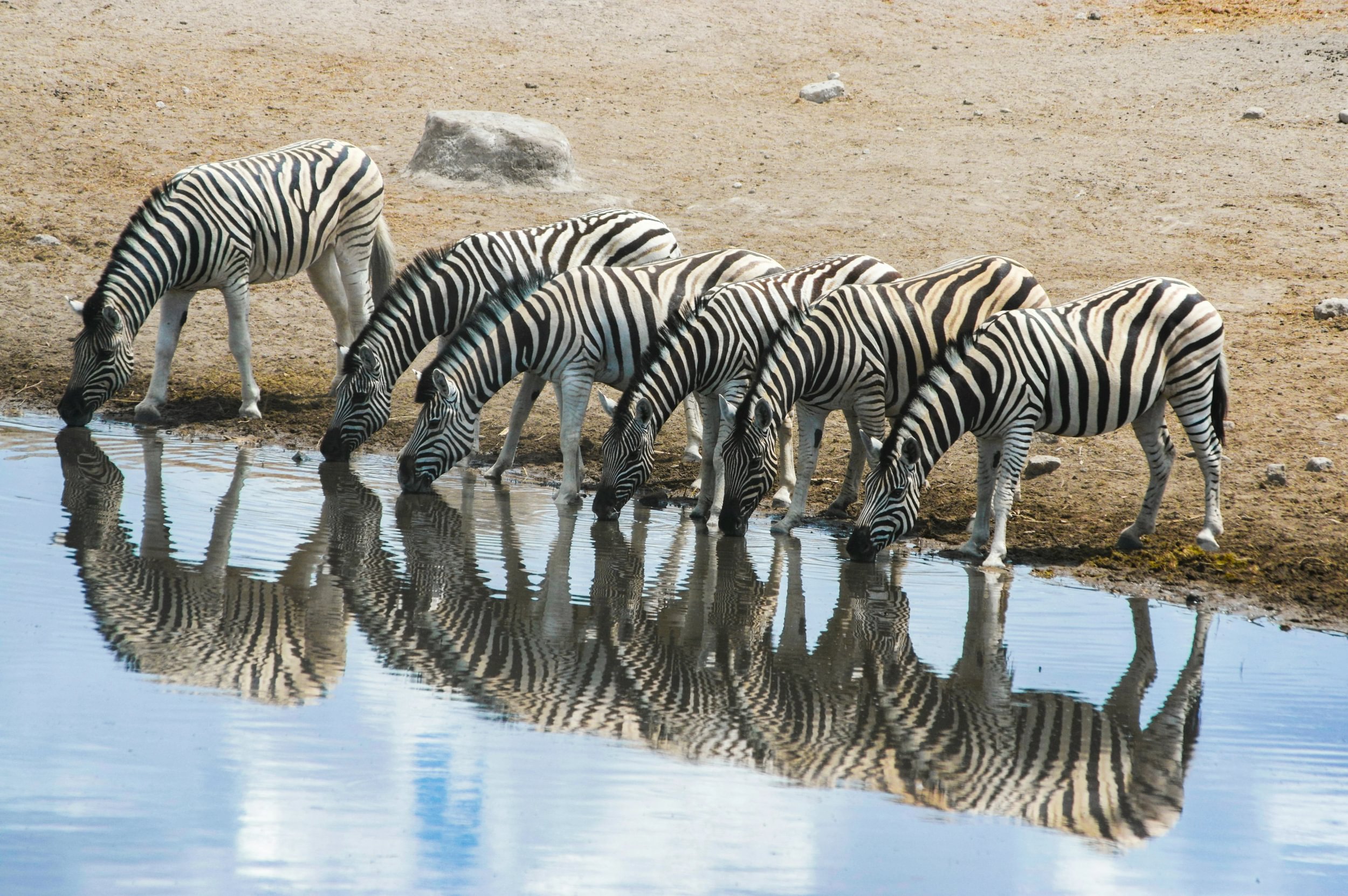 Zebras reflected while drinking at the waterhole in Namibia's Etosha National Park