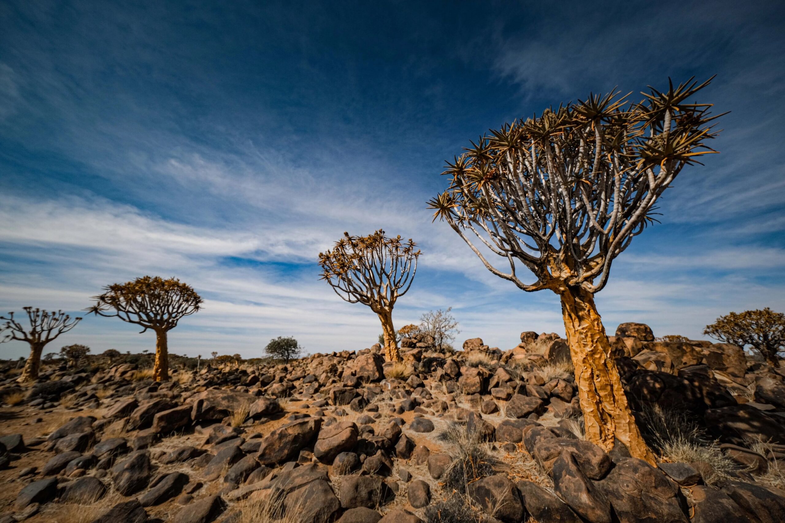 Stopover to see the Quiver Tree Forest
