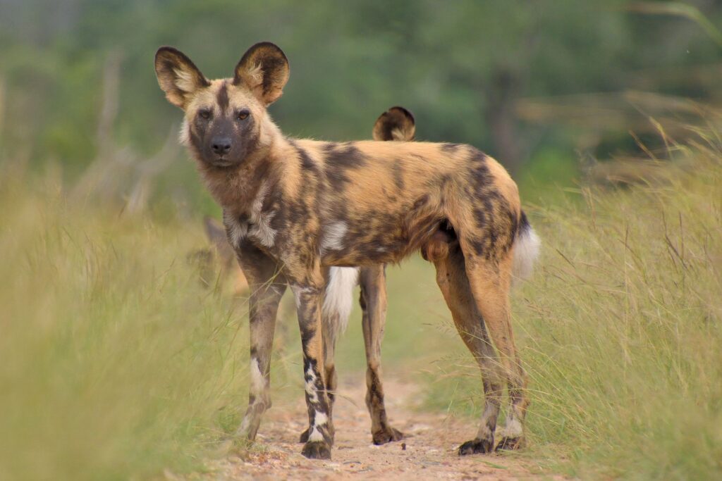 African wild dog standing on a small way in between high green grass